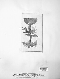 Agaricus obsoletus image
